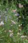 Preview: Sanguisorba officinalis 'Pink Tanna' |  Wiesenknopf 'Pink Tanna'
